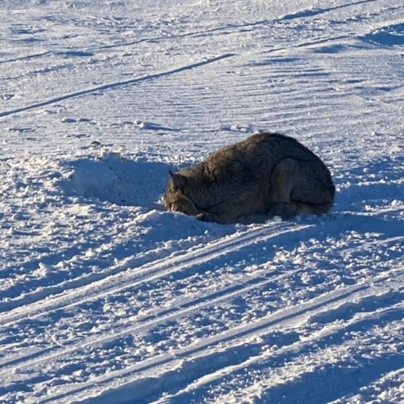 Meet your Posher, Riel - Picture 1 of 1